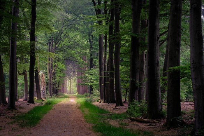 Pathways and driveways