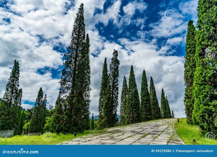 Decorative concrete walkway